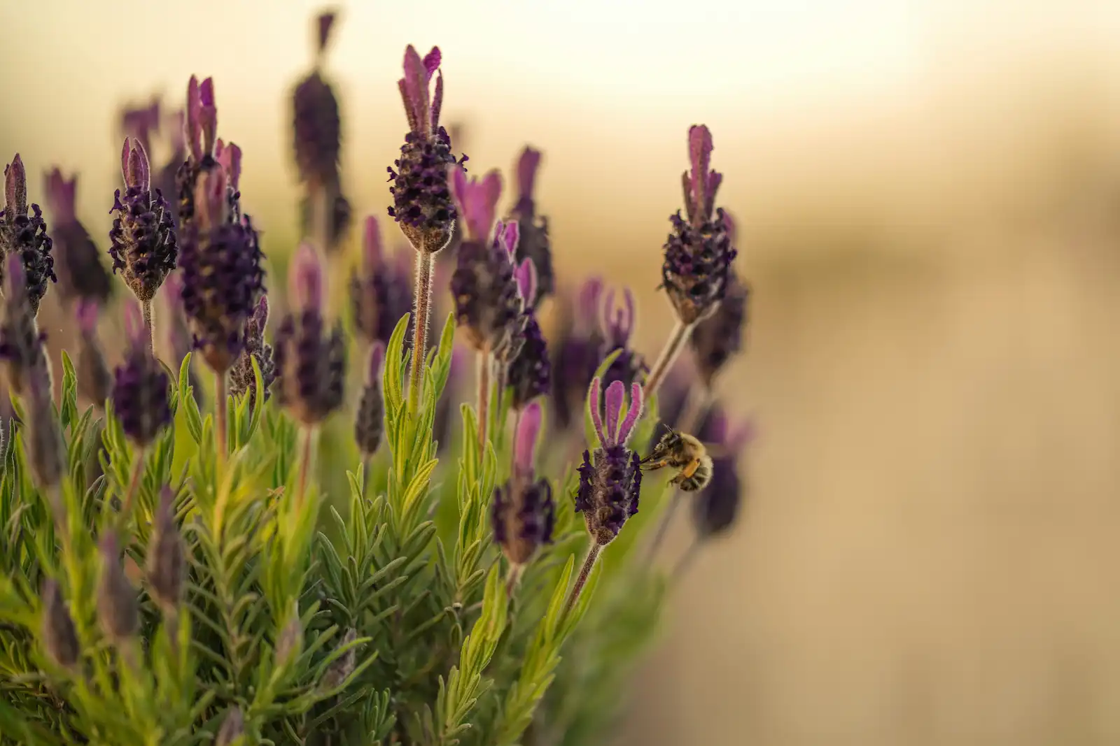 Lavanda u cvatu kao otporno mediteransko raslinje karakteristično za okućnice na Pagu