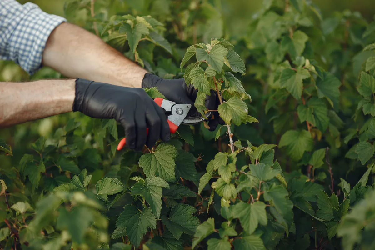 Rezidba prerasle živice vrtnim škarama u okućnici na Pagu