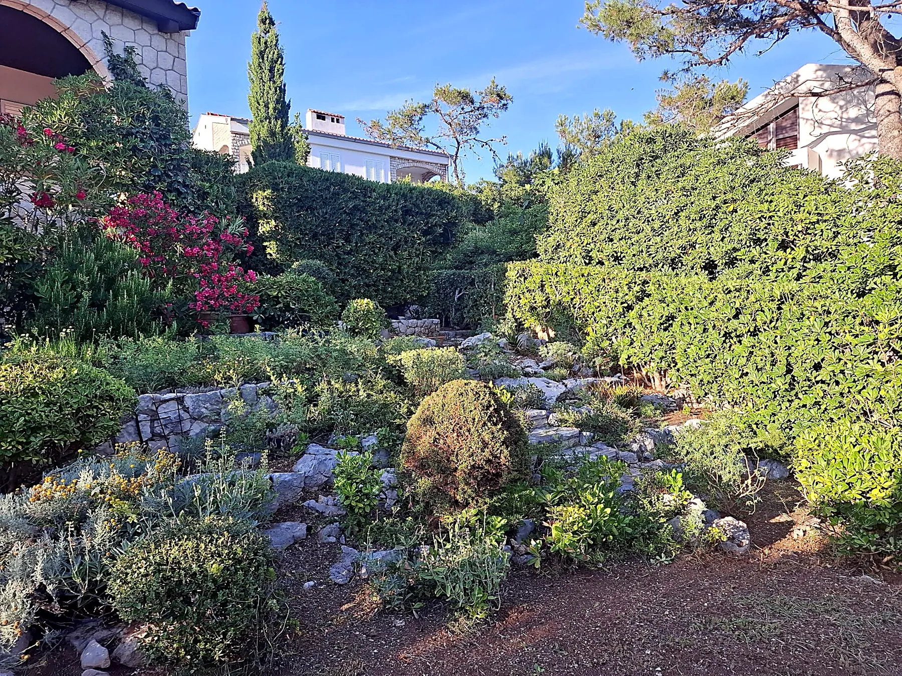 A cared-for terraced Mediterranean garden in Košljun with an oleander and stone steps