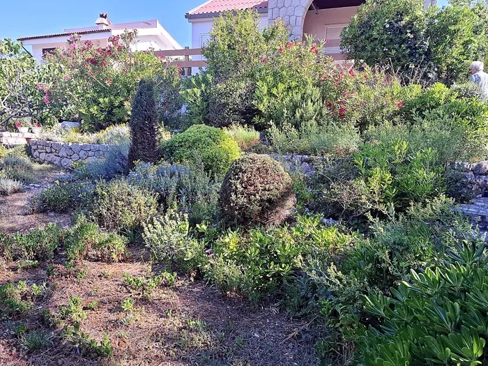 Uređeni mediteranski vrt u Košljunu s oleandrom i oblikovanom pitosporom
