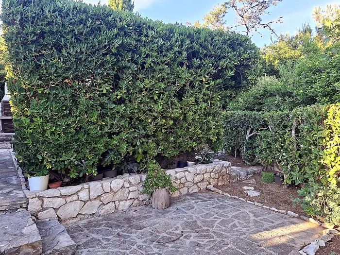 Očišćena kamena terasa i pošišana pitospora živica u okućnici u Košljunu