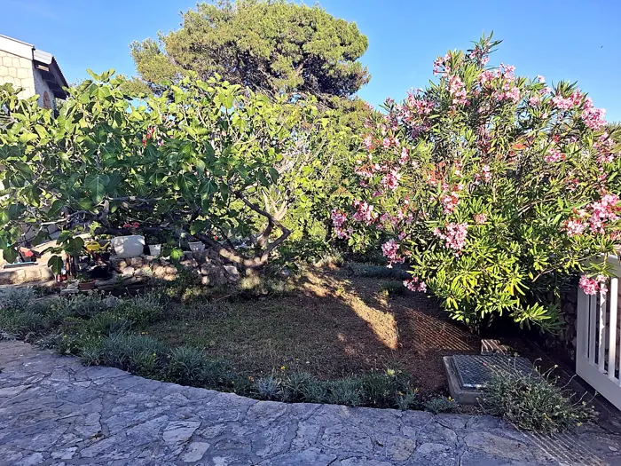 Oblikovani oleander i uređena gredica u okućnici u Košljunu
