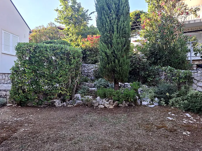 Oblikovana pitospora živica i čempres nakon rezidbe, Košljun