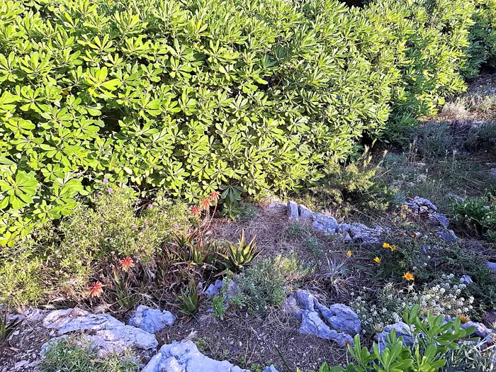 Zarasla okućnica u Košljunu prije uređenja s prerastom pitosporom